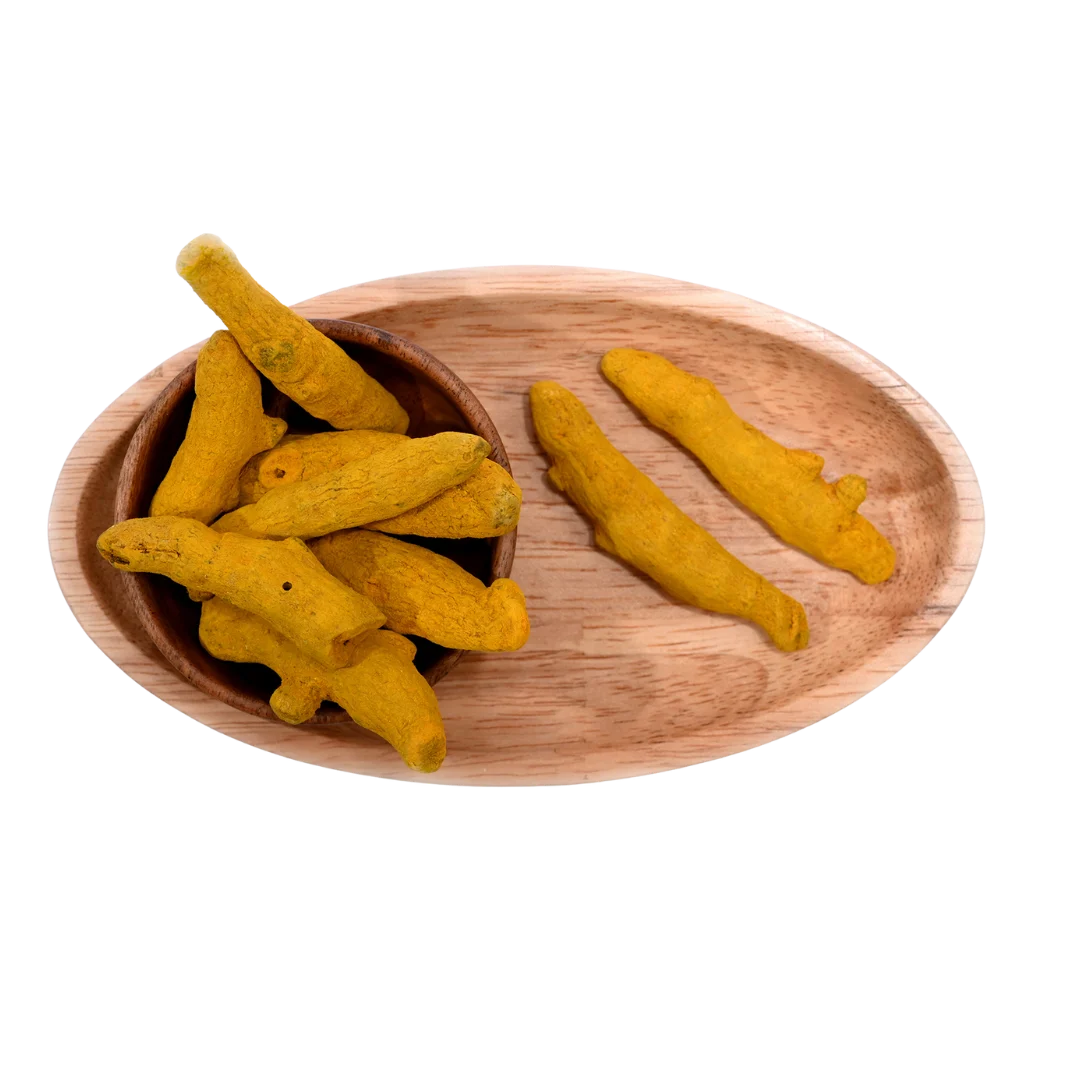 Dried turmeric stick or haldi gatiya used in Indian kitchen and Ayurvedic remedies